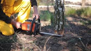 How Our Tree Care Process Works  in  Folsom, NJ